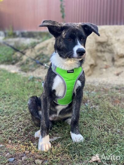 Собака в добрые руки отдам бесплатно