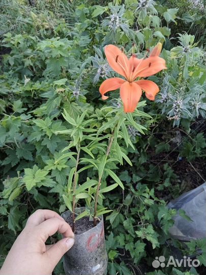 Лилии жёлтая и оранжевая