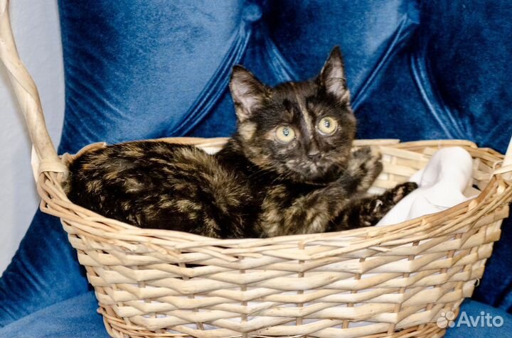 Котята в добрые руки 2 месяца