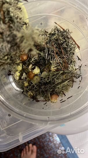 Улитки ахатины бесплатно