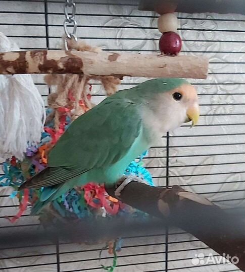 Попугаи неразлучники