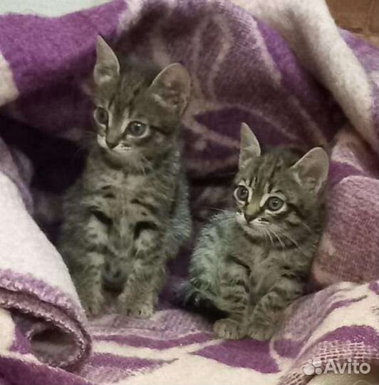 Котята. мальчики и девочка