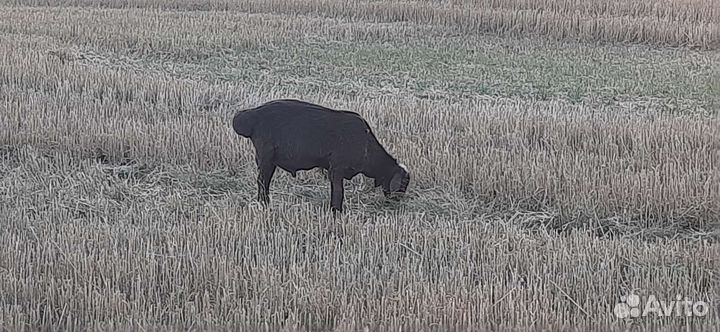 Овцематки и пере-ярки