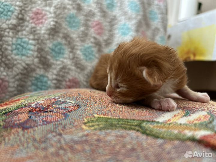 Мейн-кун вязка