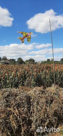 Чумизы колоски