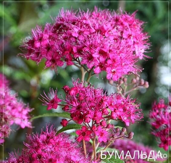 Растения многолетние