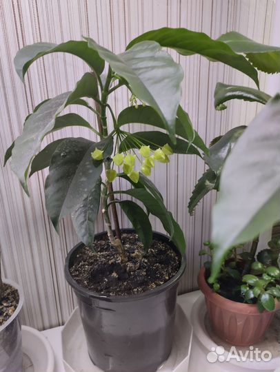 Хойя мультифлора