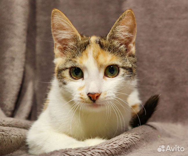 Котёнок на удачу