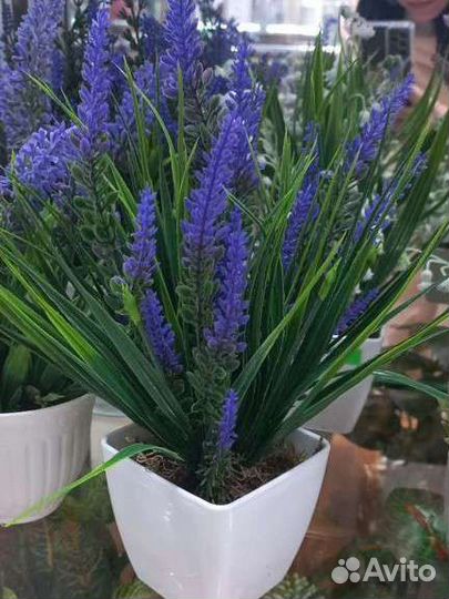 Декоративные цветы в горшках