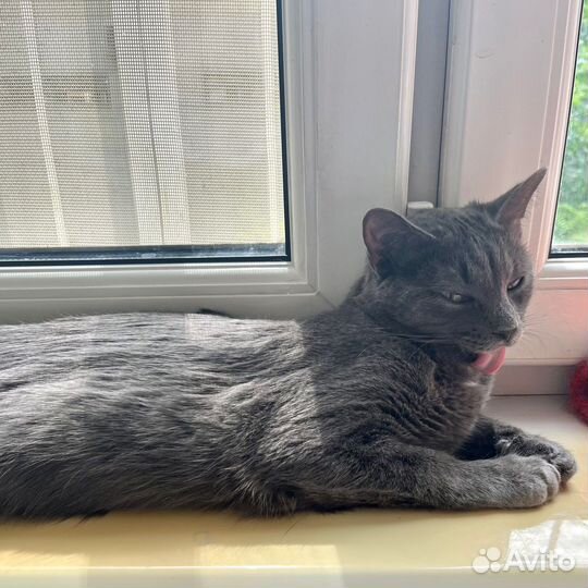 Особенная кошка фенотип рус. голуб. 11 м. в дар