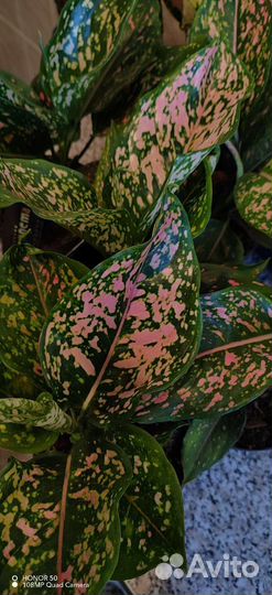 Аглаонема Пинк Леопард