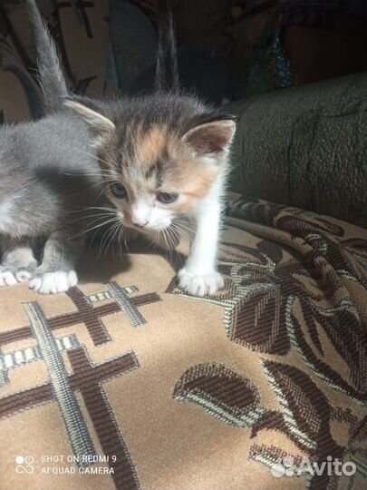 Котята в добрые руки бесплатно