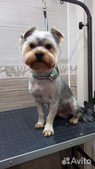 Груминг собак (стрижка собак)