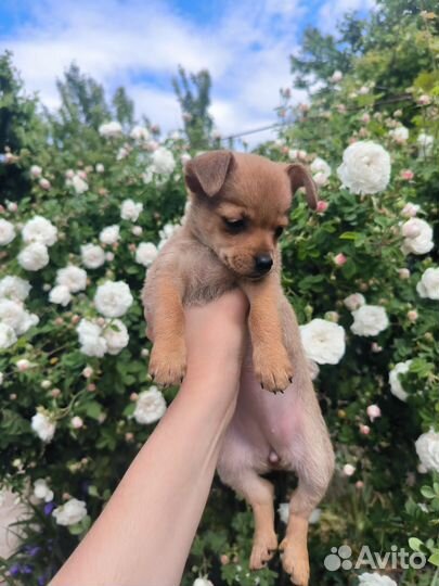 Той-терьер щенки