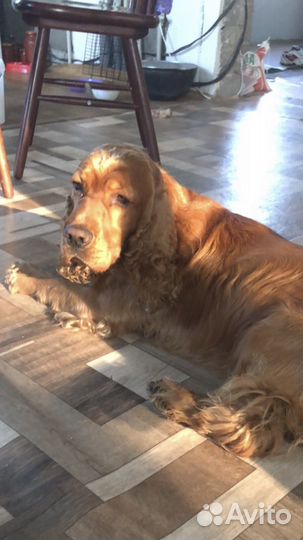 Английский коккер спаниель