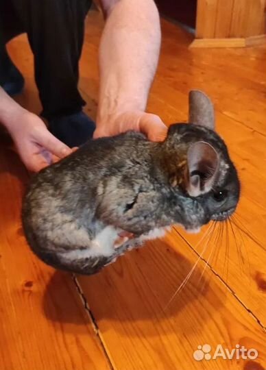 Шиншиллы семья