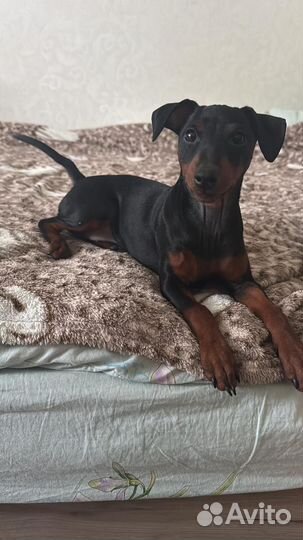 Цвергпинчер