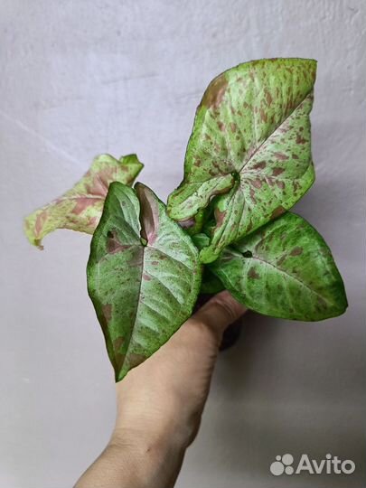 Сингониумы сортовые