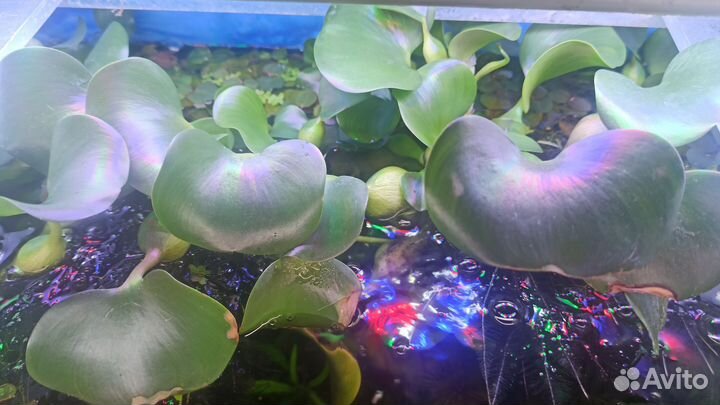 Аквариумное растение