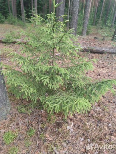 Ели, сосны 1-1,5 метра высота