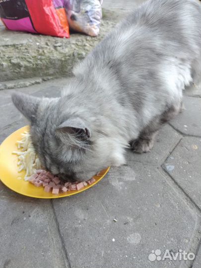 Персидский кот