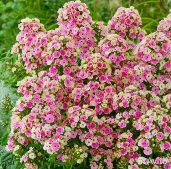Флокс метельчатый Орхид Йеллоу