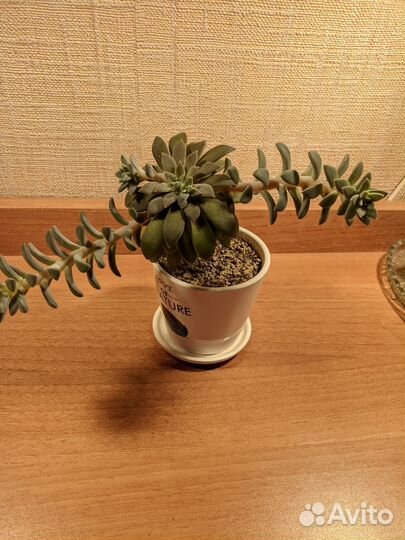 Эчеверия, отростки на срез