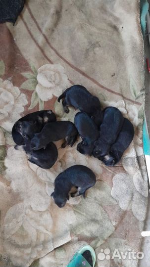 Собаки щенки немецкая овчарка