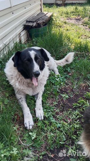 Собака стерилизованная