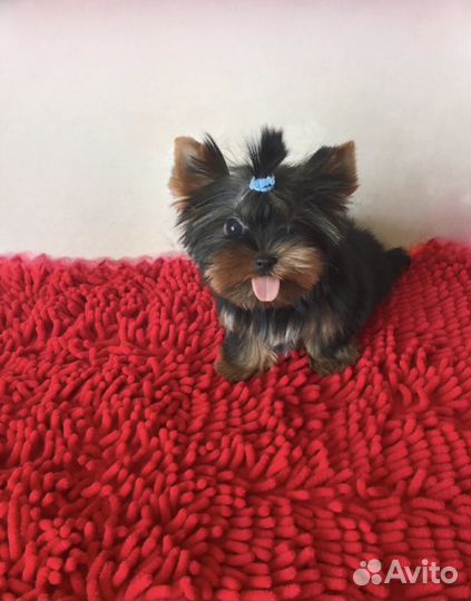 Микро мальчик и девочка