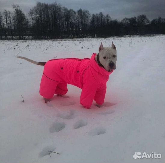 Одежда для собак