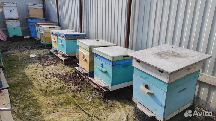 Продам пасеку