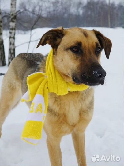 Лео-прекрасный пес ищет семью