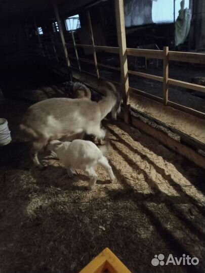 Коза. Барани