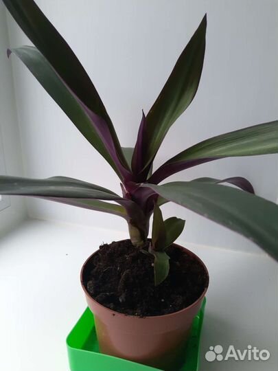 Комнатные цветы