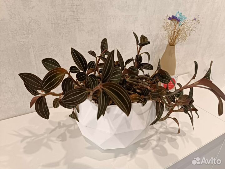 Орхидея лудизия (драгоценная орхидея)