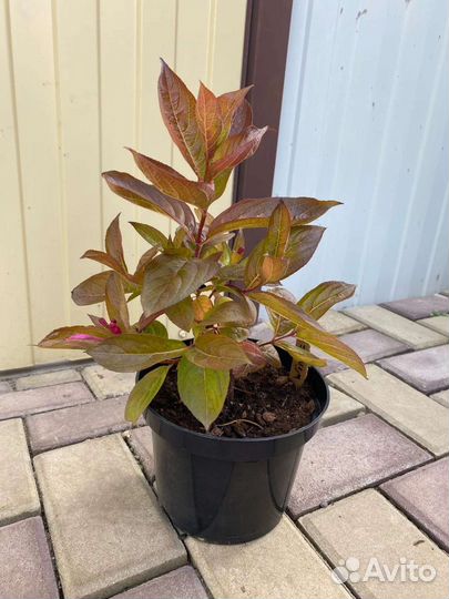 Вейгела Вингс оф фаер (Wings of fire )