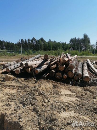 Лес кругляк сосна