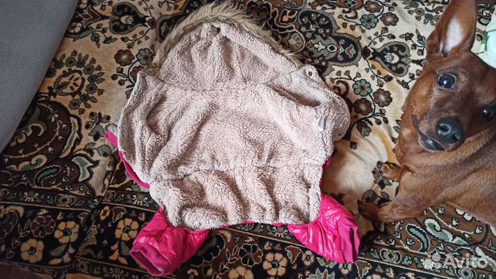 Одежда для собак