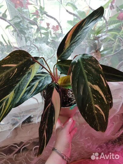 Калатея,строманта MagicStar