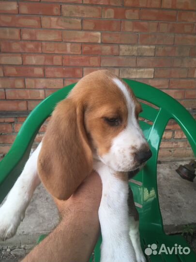 Щенки Бигль