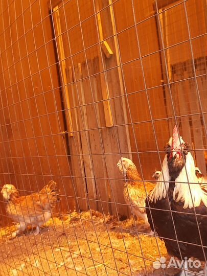 Фавероль семья