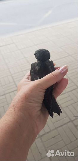 Птенец