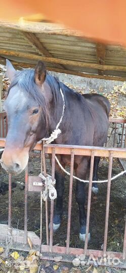 Лошадь жеребец