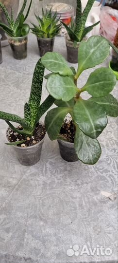 Суккуленты набор