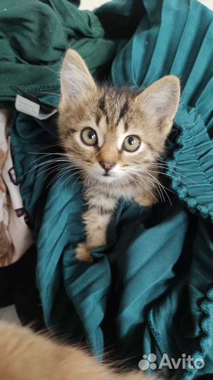 Котенок мальчик 1 месяц