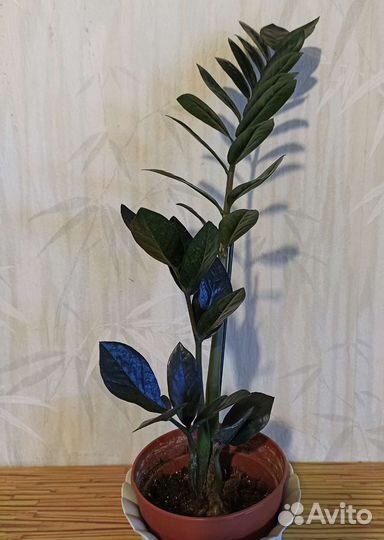 Замиокулькас черный ворон