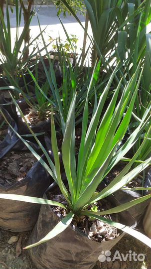 Пальма юкка