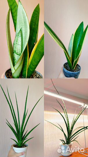 Сансевиерия Перл Янг, Фернвуд Микадо