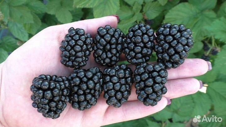 Ежевика бесшипная - Тройная корона, Полар